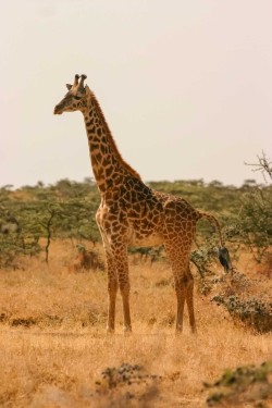 Girafes - André Brunsperger Girafe commune Masaï, giraffa tippelskirchi Afrique Kenya