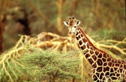 Girafes - André Brunsperger Girafe commune Masaï, giraffa tippelskirchi Afrique Kenya