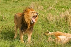 Lions - André Brunsperger Gallery lions André Brunsperger